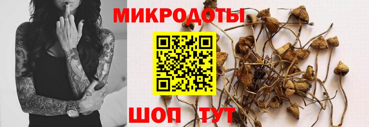 Псилоцибиновые грибы Cubensis Заводоуковск